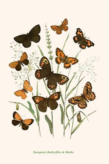 European Butterflies & Moths Poster Print by W.F. Kirby showcasing colorful butterfly and moth species.