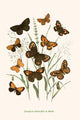 European Butterflies & Moths Poster Print by W.F. Kirby showcasing colorful butterfly and moth species.