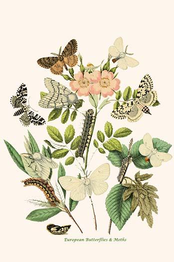 European Butterflies and Moths Poster Print by W.F. Kirby showcasing vibrant butterfly and moth illustrations.