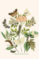 European Butterflies and Moths Poster Print by W.F. Kirby showcasing vibrant butterfly and moth illustrations.