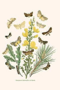 European Butterflies & Moths Poster Print by W.F. Kirby showcasing colorful butterfly and moth illustrations.