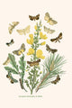 European Butterflies & Moths Poster Print by W.F. Kirby showcasing colorful butterfly and moth illustrations.