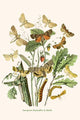 European Butterflies & Moths Poster Print by W.F. Kirby showcasing intricate details and vibrant colors.