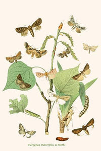 European Butterflies & Moths Poster Print by W.F. Kirby, showcasing colorful butterfly and moth illustrations.