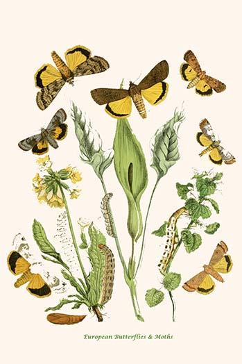 European Butterflies & Moths Poster Print by W.F. Kirby featuring vibrant butterfly and moth illustrations.
