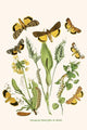 European Butterflies & Moths Poster Print by W.F. Kirby featuring vibrant butterfly and moth illustrations.
