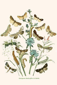 European Butterflies & Moths Poster Print by W.F. Kirby showcasing vibrant colors and intricate patterns.