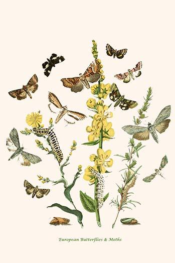 European Butterflies & Moths Poster Print by W.F. Kirby featuring colorful illustrations.