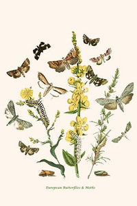 European Butterflies & Moths Poster Print by W.F. Kirby featuring colorful illustrations.