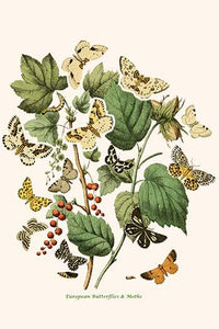 European Butterflies & Moths Poster Print by W.F. Kirby showcasing vibrant colors and intricate details.