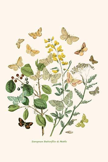 European Butterflies & Moths Poster Print by W.F. Kirby, showcasing vibrant colors and intricate designs.