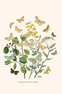 European Butterflies & Moths Poster Print by W.F. Kirby, showcasing vibrant colors and intricate designs.