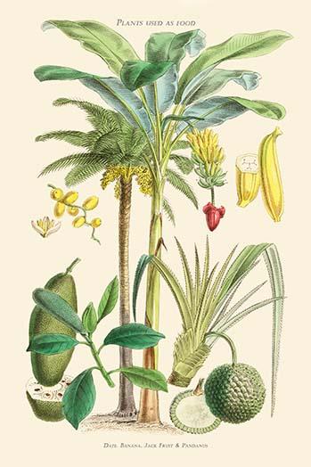 Plants Used as Food Poster Print featuring Banana, Jack Fruit, and Pandanus by William Rhind.
