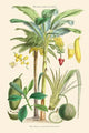 Plants Used as Food Poster Print featuring Banana, Jack Fruit, and Pandanus by William Rhind.