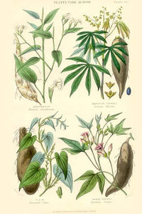 Plants Used as Food Poster Print featuring Arrow Root, Cassava, Yam, and Sweet Potato