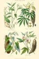 Plants Used as Food Poster Print featuring Arrow Root, Cassava, Yam, and Sweet Potato