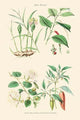 Spice Plants Poster Print featuring Ginger, Black Pepper, Caper, and Cayenne Pepper