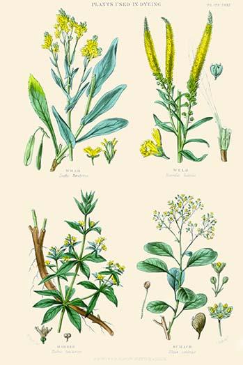Plants Used in Dyeing Poster Print featuring Woad, Weld, Madder, and Sumach by William Rhind