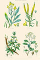Plants Used in Dyeing Poster Print featuring Woad, Weld, Madder, and Sumach by William Rhind