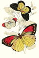 European Butterflies & Moths Poster Print by James Duncan featuring colorful butterfly and moth illustrations.