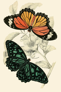 European Butterflies & Moths Poster Print by James Duncan showcasing colorful butterfly and moth illustrations.
