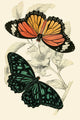 European Butterflies & Moths Poster Print by James Duncan showcasing colorful butterfly and moth illustrations.