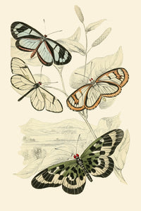 European Butterflies & Moths Poster Print by James Duncan