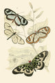 European Butterflies & Moths Poster Print by James Duncan