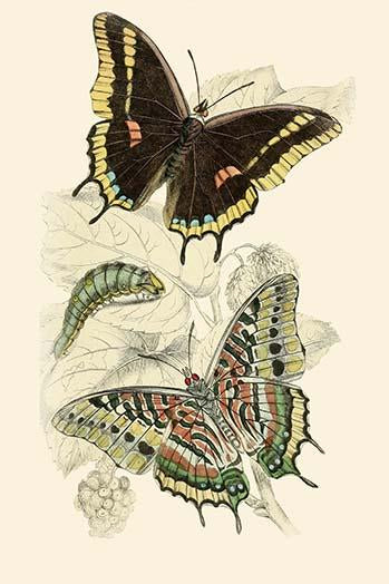European Butterflies & Moths Poster Print by James Duncan