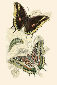 European Butterflies & Moths Poster Print by James Duncan