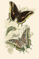 European Butterflies & Moths Poster Print by James Duncan