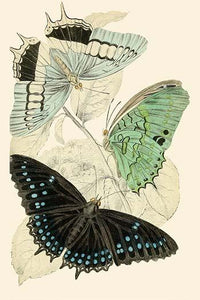 European Butterflies & Moths Poster Print by James Duncan featuring vibrant butterflies and moths.