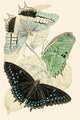European Butterflies & Moths Poster Print by James Duncan featuring vibrant butterflies and moths.