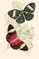 European Butterflies & Moths Poster Print by James Duncan, showcasing vibrant illustrations of butterflies and moths.