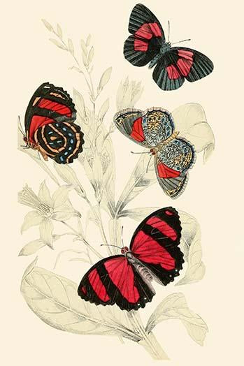 European Butterflies & Moths Poster Print by James Duncan