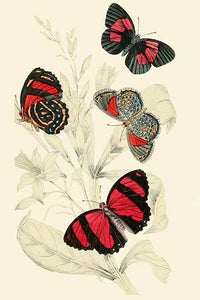 European Butterflies & Moths Poster Print by James Duncan