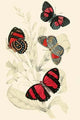 European Butterflies & Moths Poster Print by James Duncan