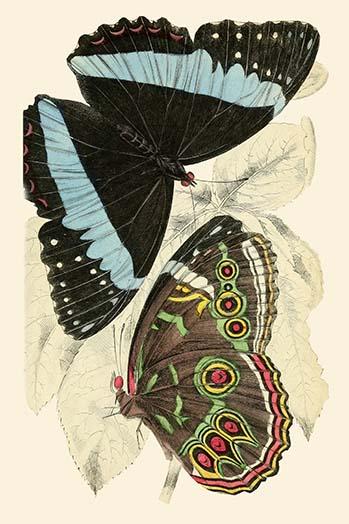 European Butterflies & Moths Art Print by James Duncan showcasing vibrant colors and detailed illustrations.