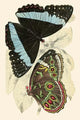European Butterflies & Moths Art Print by James Duncan showcasing vibrant colors and detailed illustrations.