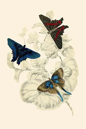 European Butterflies & Moths Poster Print by James Duncan featuring vibrant colors and intricate details.