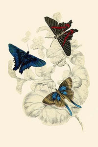European Butterflies & Moths Poster Print by James Duncan featuring vibrant colors and intricate details.