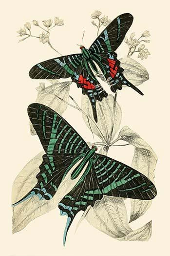 European Butterflies & Moths Poster Print by James Duncan, showcasing vibrant colors and intricate details.