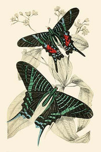 European Butterflies & Moths Poster Print by James Duncan, showcasing vibrant colors and intricate details.