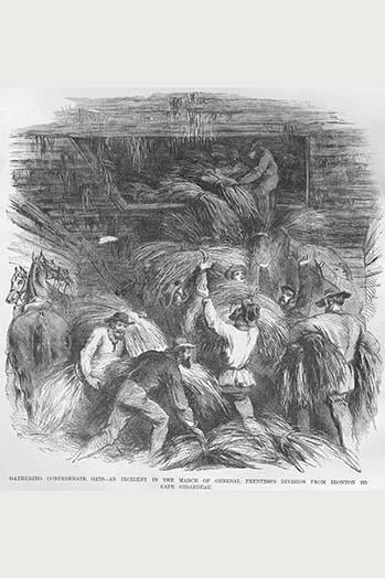 Cache of Oats Confiscated for Horses Poster Print by Frank Leslie