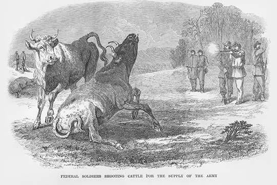 Soldiers Shoot Cattle for Food Poster Print by Frank Leslie, historical artwork