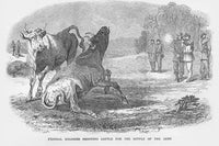 Soldiers Shoot Cattle for Food Poster Print by Frank Leslie, historical artwork