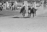 Bulldogging at the Rodeo in Miles City, Montana Poster Print by Arthur Rothstein
