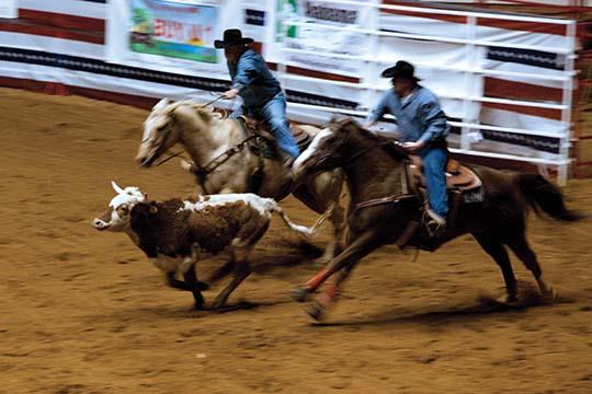 Southeastern Livestock Exposition Championship Rodeo Poster Print featuring cowboys bulldogging by Carol Highsmith.