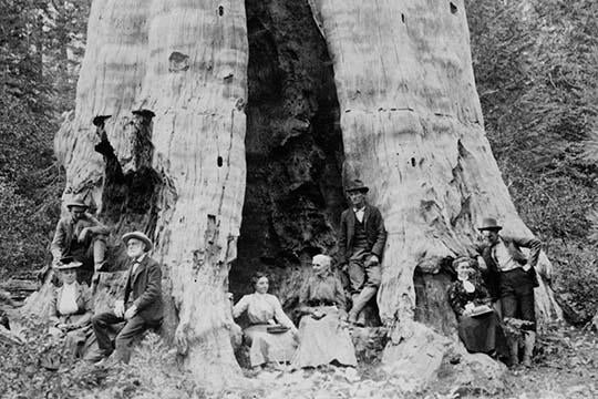 Mother of the Forest sequoia tree poster print from Calaveras Grove, California.