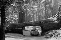 Sequoia National Park Tunnel Log Poster Print showing a car driving through the log passage.